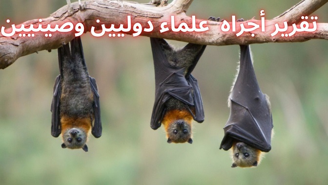 وأخيرا : تقرير خبراء من منظمة الصحة العالمية يكشف سبب ظهور فيروس " كورونا " 